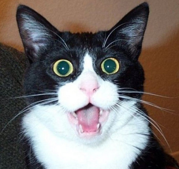 Surprised-Cat.jpg